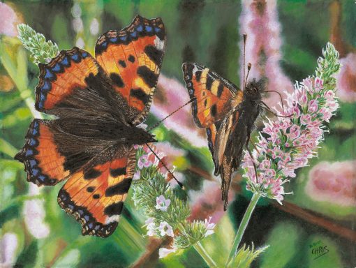 Deux papillons colorés se posent sur des fleurs roses en pleine nature.
