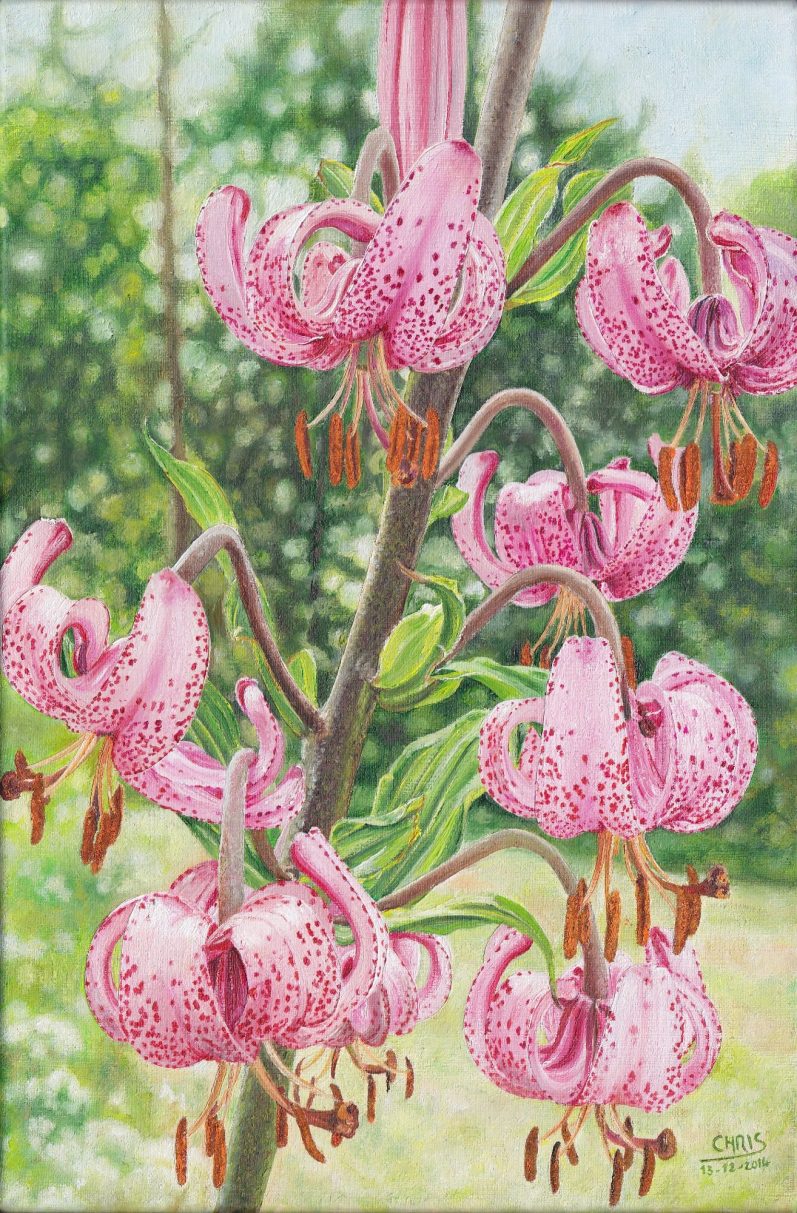 Fleurs roses tachées de grenat, sur fond de paysage flou.