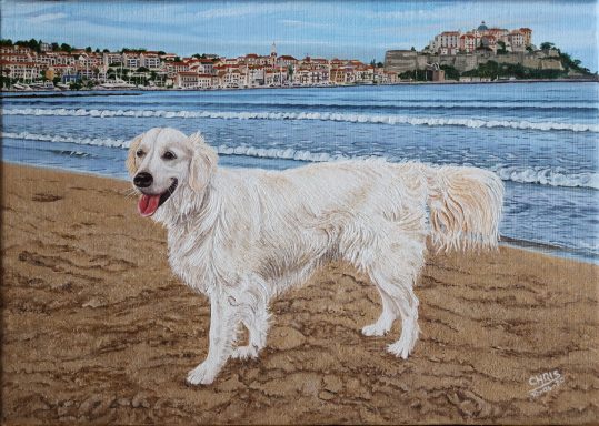 Un golden retriever souriant sur une plage, avec des vagues et une ville en arrière-plan.