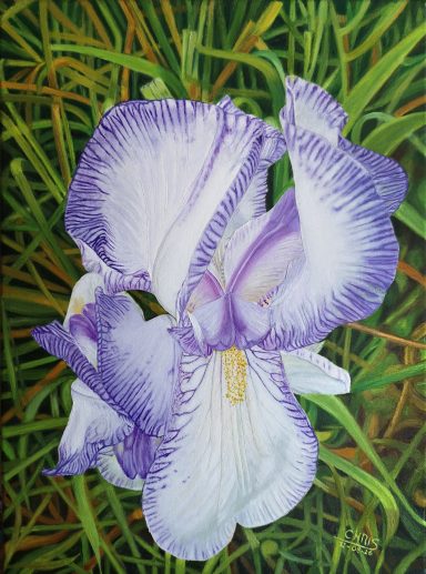 Iris germanica 'Ma Mie' Magnifique iris des jardins