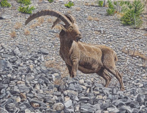 Bouquetin se tenant sur un terrain rocailleux, avec de grandes cornes courbées.