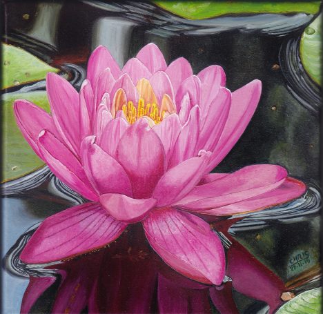 Nénuphar rose flottant sur l'eau, entouré de feuilles vertes.