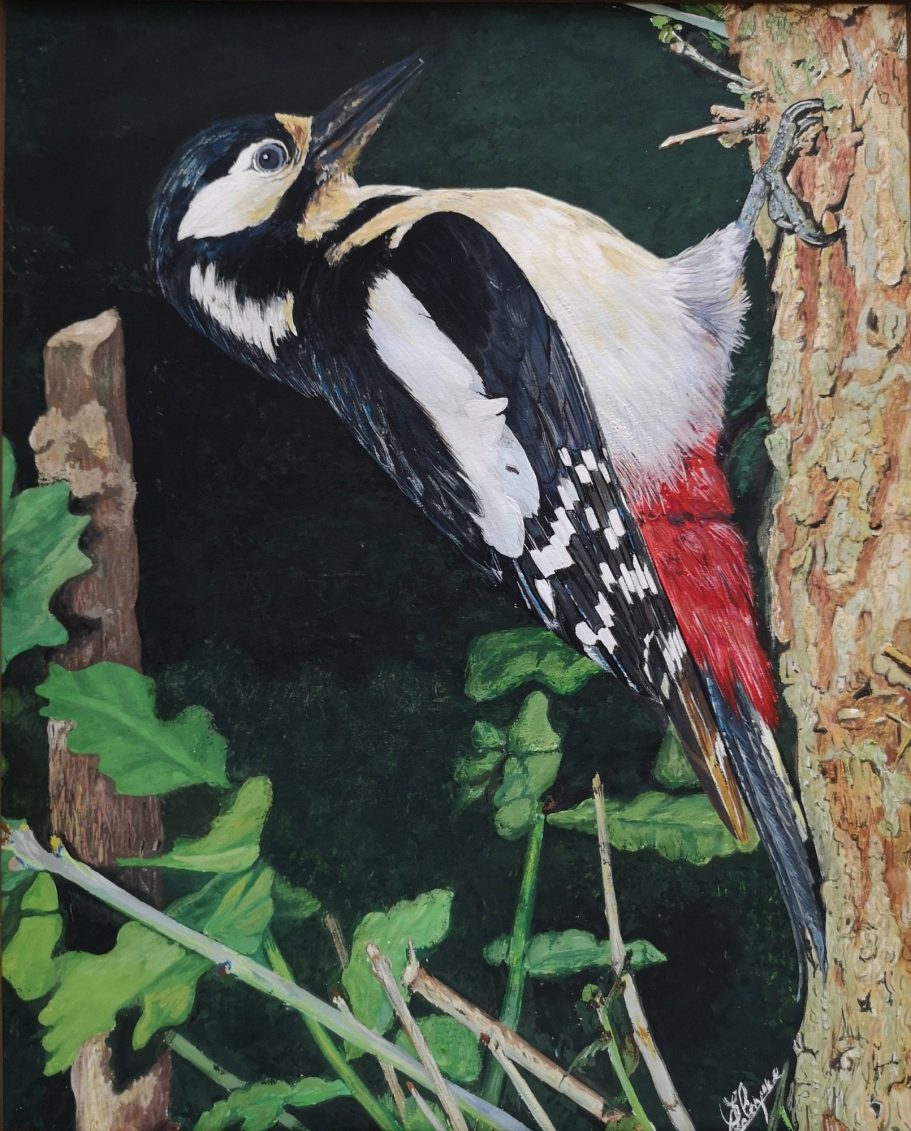 Pic epeiche perché sur un arbre, mettant en avant son plumage noir et blanc avec des touches rouges.