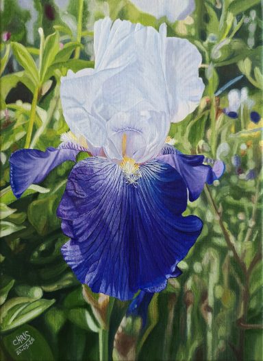 iris à rhizome bleu foncé & bleu clair Iris aux pétales blancs et violets, sur fond de feuillage verdoyant.