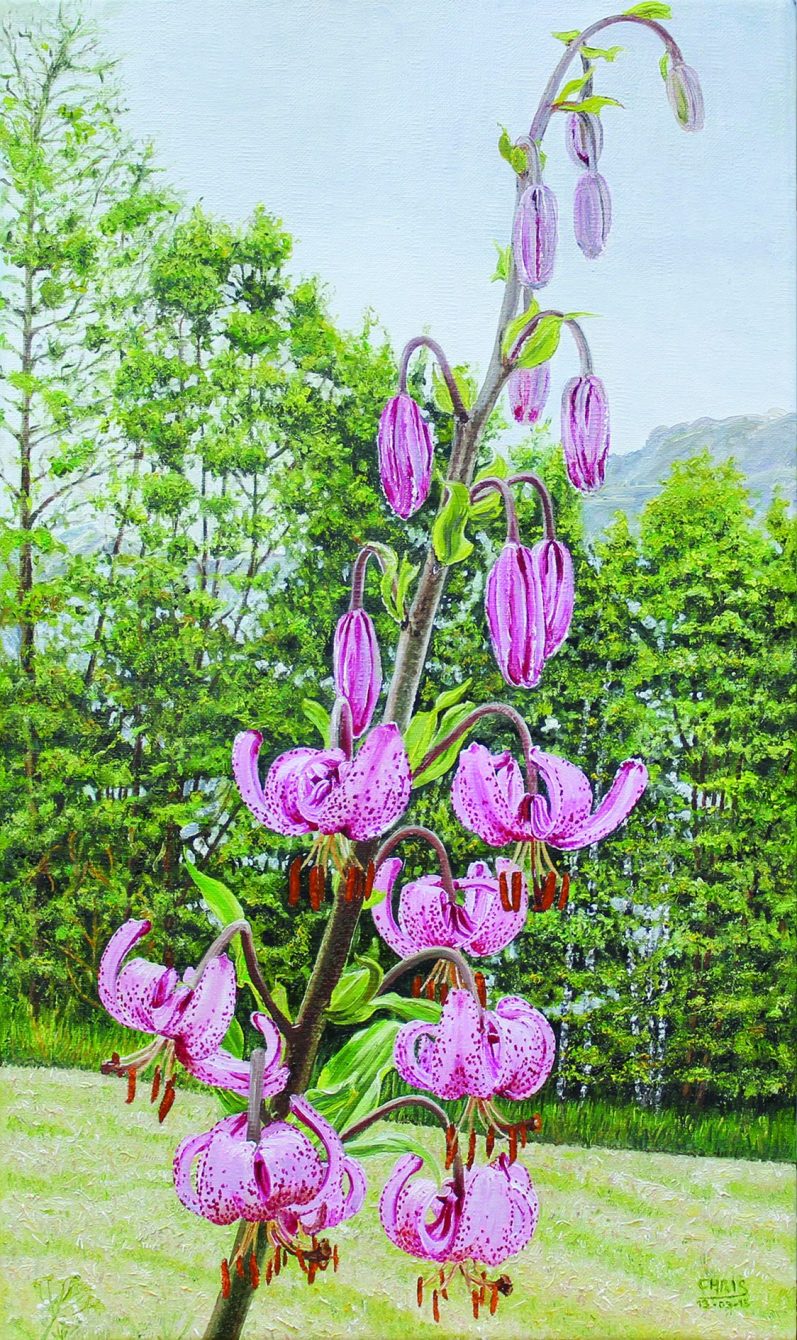 Fleurs roses avec des taches sombres et des étamines, sur fond flou.