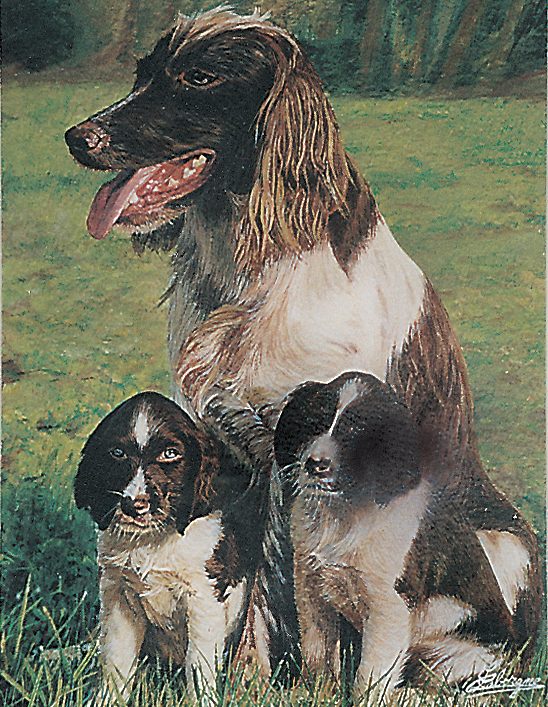 Un épagneul et deux chiots assis dans l'herbe, regardant en avant.