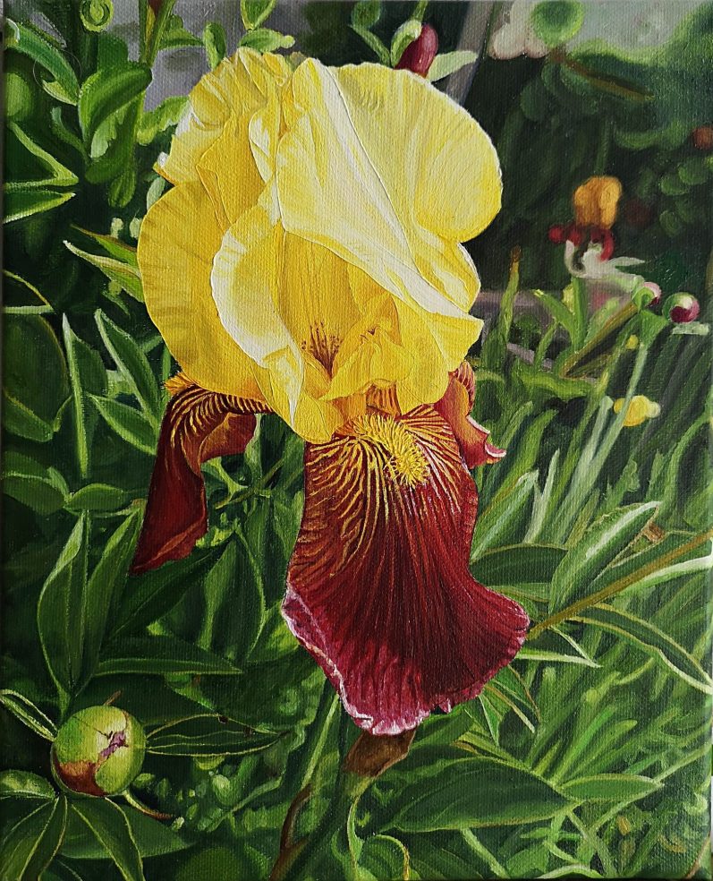 Fleurs roses avec des taches sombres et des étamines, sur fond flou.