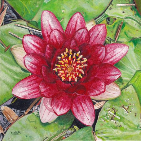 Fleur de lotus rouge avec des pétales roses, entourée de feuilles vertes.