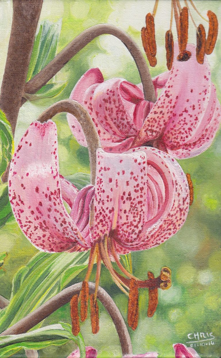 Fleurs roses avec des taches sombres et des étamines, sur fond flou.