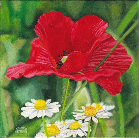Pavot rouge avec des marguerites blanches en arrière-plan verdoyant.