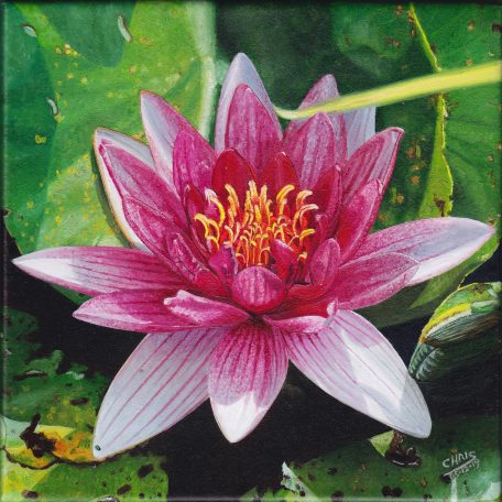 Fleur de nénuphar rose avec des pétales rayés, entourée de feuilles vertes.