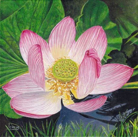 Fleur de lotus rose avec des pétales délicats et un cœur jaune, entourée de verdure.