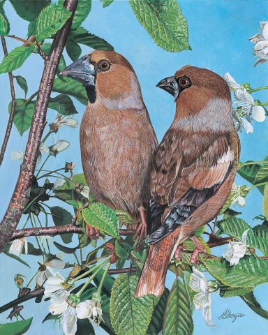 Deux gros-becs sur une branche, entourés de feuilles vertes et de fleurs blanches.