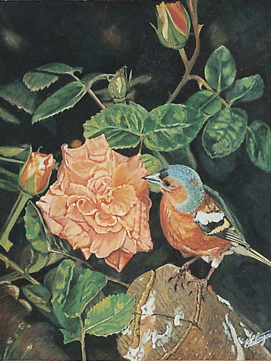 Un oiseau coloré se perche près d'une rose rose, entouré de feuillage.