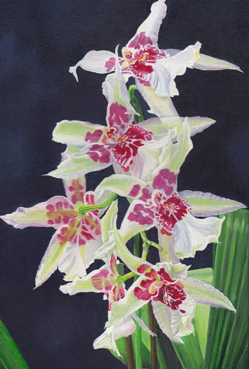 Fleurs d'orchidées blanches et roses sur fond sombre, délicates et élégantes.