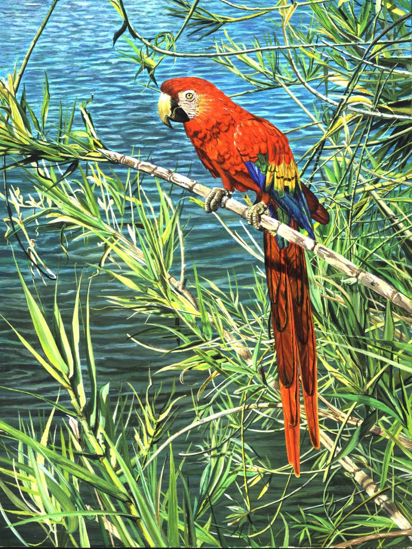 Un perroquet rouge perché sur une branche au bord de l'eau, entouré de feuillage vert.
