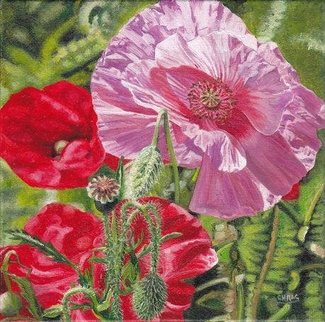 Pavots rouges et roses en fleurs, entourés de feuillage vert.