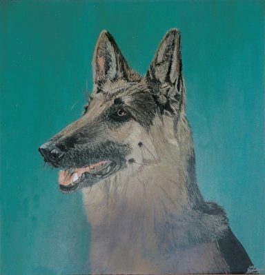 Tête d'un chien Berger Allemand sur fond turquoise.